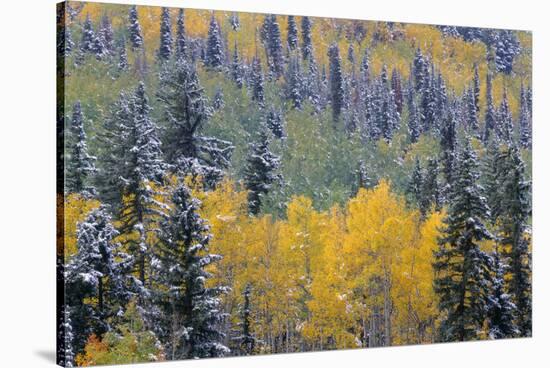 Colorado, Uncompahgre National Forest, Snowfall on Fall Colored Aspen and Spruce-John Barger-Stretched Canvas