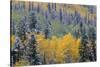 Colorado, Uncompahgre National Forest, Snowfall on Fall Colored Aspen and Spruce-John Barger-Stretched Canvas