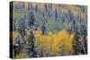 Colorado, Uncompahgre National Forest, Snowfall on Fall Colored Aspen and Spruce-John Barger-Stretched Canvas