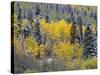 Colorado, Uncompahgre National Forest, Snowfall on Fall Colored Aspen and Spruce-John Barger-Stretched Canvas