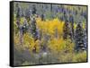 Colorado, Uncompahgre National Forest, Snowfall on Fall Colored Aspen and Spruce-John Barger-Framed Stretched Canvas