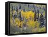 Colorado, Uncompahgre National Forest, Snowfall on Fall Colored Aspen and Spruce-John Barger-Framed Stretched Canvas