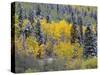 Colorado, Uncompahgre National Forest, Snowfall on Fall Colored Aspen and Spruce-John Barger-Stretched Canvas