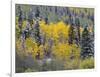 Colorado, Uncompahgre National Forest, Snowfall on Fall Colored Aspen and Spruce-John Barger-Framed Photographic Print