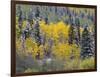 Colorado, Uncompahgre National Forest, Snowfall on Fall Colored Aspen and Spruce-John Barger-Framed Photographic Print