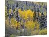 Colorado, Uncompahgre National Forest, Snowfall on Fall Colored Aspen and Spruce-John Barger-Mounted Photographic Print