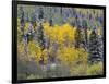 Colorado, Uncompahgre National Forest, Snowfall on Fall Colored Aspen and Spruce-John Barger-Framed Photographic Print