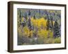 Colorado, Uncompahgre National Forest, Snowfall on Fall Colored Aspen and Spruce-John Barger-Framed Photographic Print