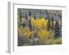 Colorado, Uncompahgre National Forest, Snowfall on Fall Colored Aspen and Spruce-John Barger-Framed Photographic Print