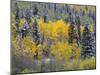 Colorado, Uncompahgre National Forest, Snowfall on Fall Colored Aspen and Spruce-John Barger-Mounted Photographic Print