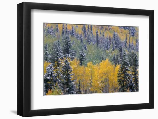 Colorado, Uncompahgre National Forest, Snowfall on Fall Colored Aspen and Spruce-John Barger-Framed Photographic Print