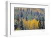 Colorado, Uncompahgre National Forest, Snowfall on Fall Colored Aspen and Spruce-John Barger-Framed Photographic Print