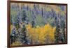 Colorado, Uncompahgre National Forest, Snowfall on Fall Colored Aspen and Spruce-John Barger-Framed Photographic Print