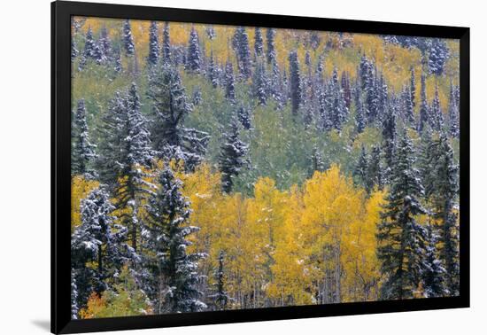 Colorado, Uncompahgre National Forest, Snowfall on Fall Colored Aspen and Spruce-John Barger-Framed Photographic Print