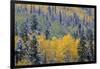 Colorado, Uncompahgre National Forest, Snowfall on Fall Colored Aspen and Spruce-John Barger-Framed Photographic Print