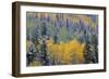 Colorado, Uncompahgre National Forest, Snowfall on Fall Colored Aspen and Spruce-John Barger-Framed Photographic Print