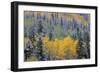 Colorado, Uncompahgre National Forest, Snowfall on Fall Colored Aspen and Spruce-John Barger-Framed Photographic Print