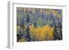 Colorado, Uncompahgre National Forest, Snowfall on Fall Colored Aspen and Spruce-John Barger-Framed Photographic Print