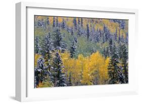 Colorado, Uncompahgre National Forest, Snowfall on Fall Colored Aspen and Spruce-John Barger-Framed Photographic Print