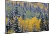 Colorado, Uncompahgre National Forest, Snowfall on Fall Colored Aspen and Spruce-John Barger-Mounted Photographic Print