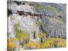 Colorado, Uncompahgre National Forest-John Barger-Stretched Canvas