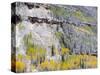 Colorado, Uncompahgre National Forest-John Barger-Stretched Canvas