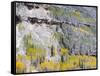 Colorado, Uncompahgre National Forest-John Barger-Framed Stretched Canvas