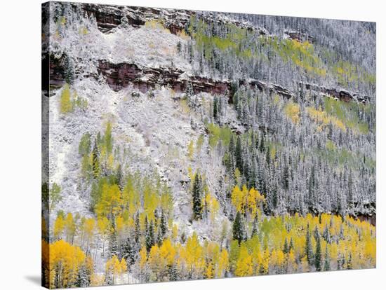 Colorado, Uncompahgre National Forest-John Barger-Stretched Canvas