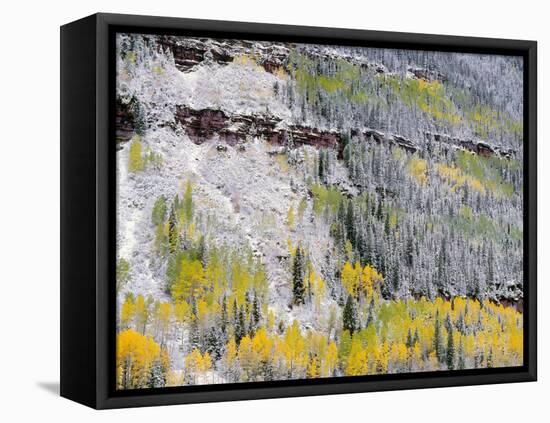 Colorado, Uncompahgre National Forest-John Barger-Framed Stretched Canvas