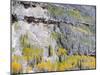 Colorado, Uncompahgre National Forest-John Barger-Mounted Photographic Print