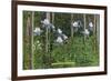 Colorado, View of Blooming Columbines and Aspen Trees-Lantern Press-Framed Premium Giclee Print