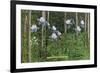 Colorado, View of Blooming Columbines and Aspen Trees-Lantern Press-Framed Premium Giclee Print