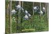 Colorado, View of Blooming Columbines and Aspen Trees-Lantern Press-Mounted Premium Giclee Print