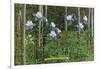 Colorado, View of Blooming Columbines and Aspen Trees-Lantern Press-Framed Art Print