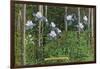 Colorado, View of Blooming Columbines and Aspen Trees-Lantern Press-Framed Art Print