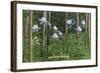 Colorado, View of Blooming Columbines and Aspen Trees-Lantern Press-Framed Art Print