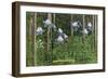 Colorado, View of Blooming Columbines and Aspen Trees-Lantern Press-Framed Art Print