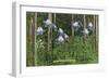 Colorado, View of Blooming Columbines and Aspen Trees-Lantern Press-Framed Art Print