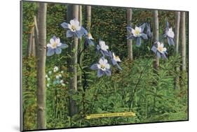 Colorado, View of Blooming Columbines and Aspen Trees-Lantern Press-Mounted Art Print
