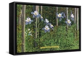 Colorado, View of Blooming Columbines and Aspen Trees-Lantern Press-Framed Stretched Canvas