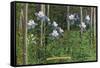 Colorado, View of Blooming Columbines and Aspen Trees-Lantern Press-Framed Stretched Canvas