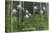 Colorado, View of Blooming Columbines and Aspen Trees-Lantern Press-Stretched Canvas