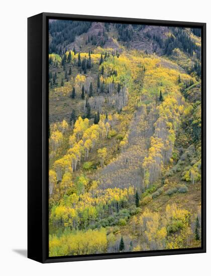 Colorado, White River National Forest, Autumn Colored Quaking Aspen and Conifers on Steep Slopes-John Barger-Framed Stretched Canvas