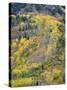 Colorado, White River National Forest, Autumn Colored Quaking Aspen and Conifers on Steep Slopes-John Barger-Stretched Canvas
