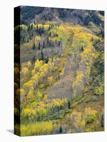 Colorado, White River National Forest, Autumn Colored Quaking Aspen and Conifers on Steep Slopes-John Barger-Stretched Canvas