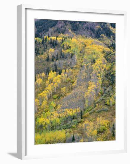 Colorado, White River National Forest, Autumn Colored Quaking Aspen and Conifers on Steep Slopes-John Barger-Framed Premium Photographic Print