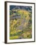 Colorado, White River National Forest, Autumn Colored Quaking Aspen and Conifers on Steep Slopes-John Barger-Framed Premium Photographic Print