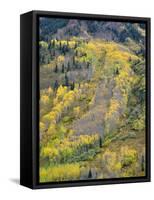 Colorado, White River National Forest, Autumn Colored Quaking Aspen and Conifers on Steep Slopes-John Barger-Framed Stretched Canvas