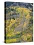 Colorado, White River National Forest, Autumn Colored Quaking Aspen and Conifers on Steep Slopes-John Barger-Stretched Canvas