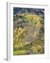 Colorado, White River National Forest, Autumn Colored Quaking Aspen and Conifers on Steep Slopes-John Barger-Framed Photographic Print